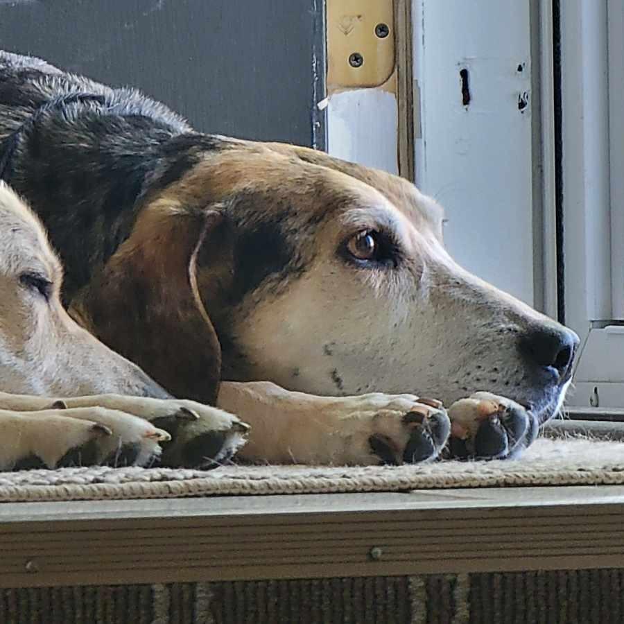 Enlarge Star, a Adoptable mixed breed in Olathe, KS image 3/6