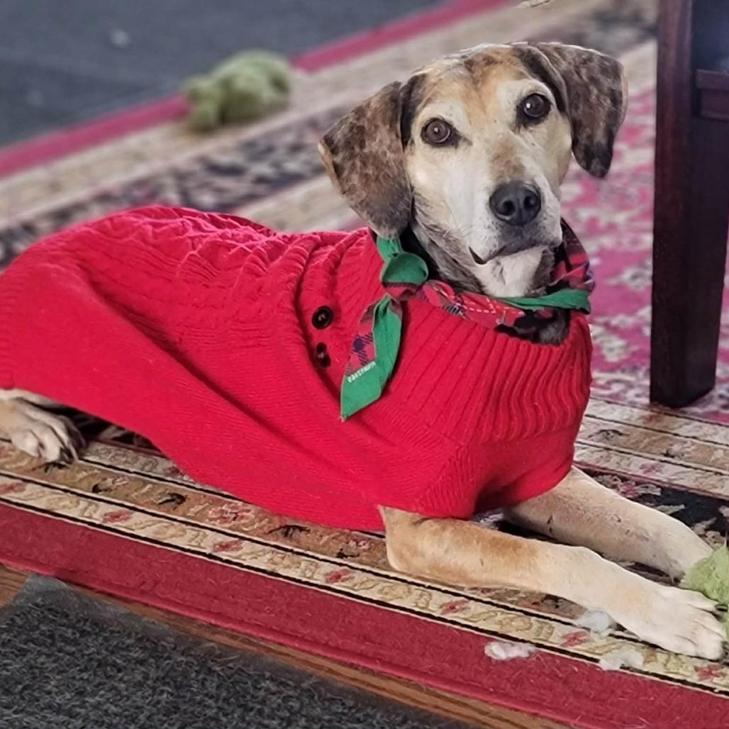 Enlarge Star, a Adoptable mixed breed in Olathe, KS image 4/6