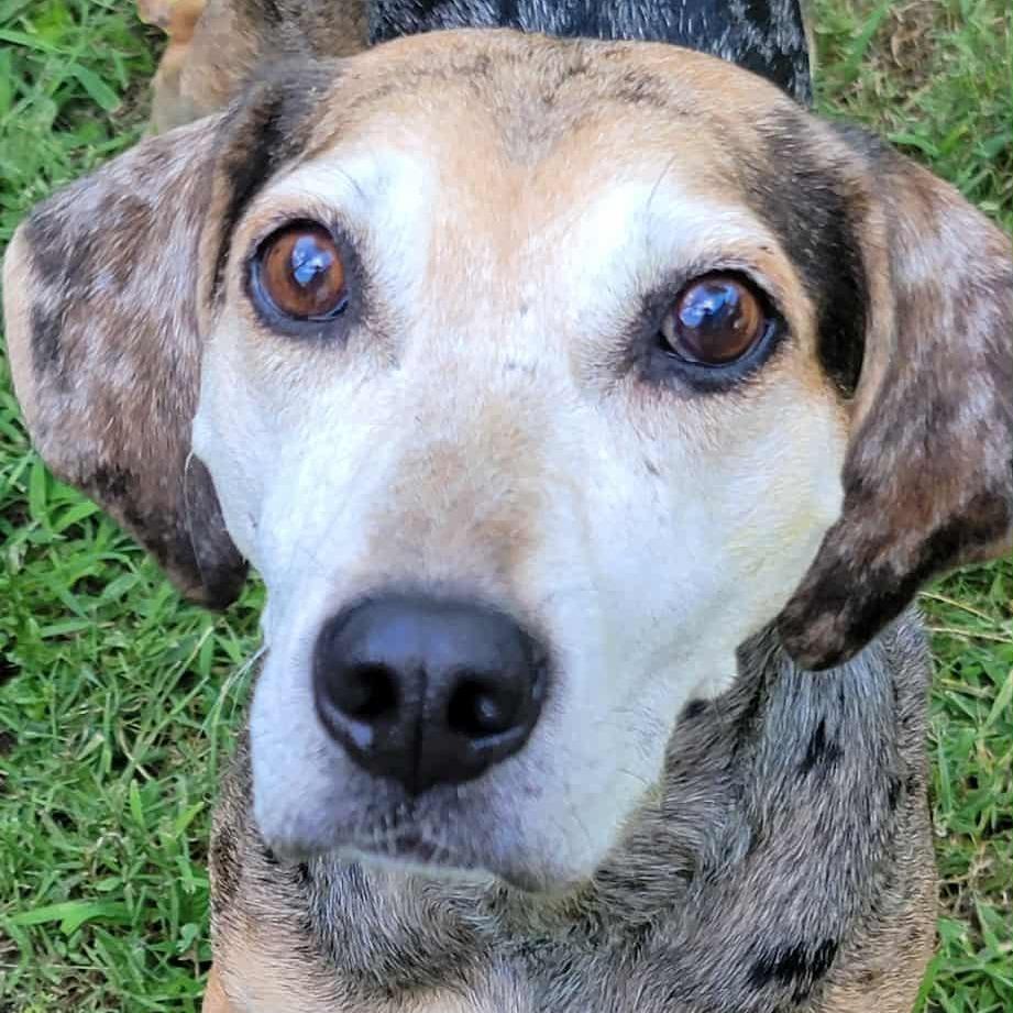 Enlarge Star, a Adoptable mixed breed in Olathe, KS image 4/6