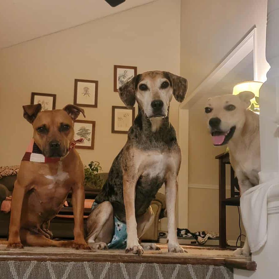 Enlarge Star, a Adoptable mixed breed in Olathe, KS image 5/6