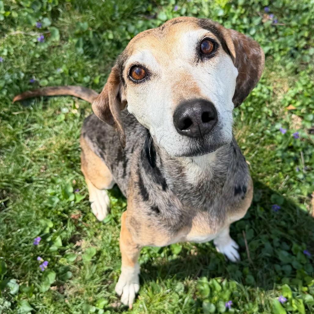 Enlarge Star, a Adoptable mixed breed in Olathe, KS image 5/6