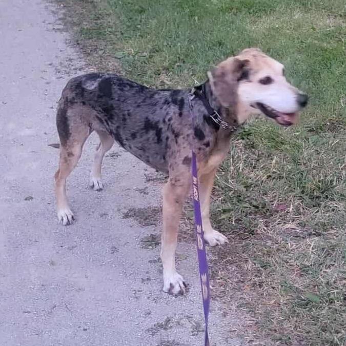 Enlarge Star, a Adoptable mixed breed in Olathe, KS image 6/6