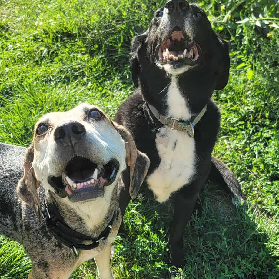 Enlarge Star, a Adoptable mixed breed in Olathe, KS image 6/6