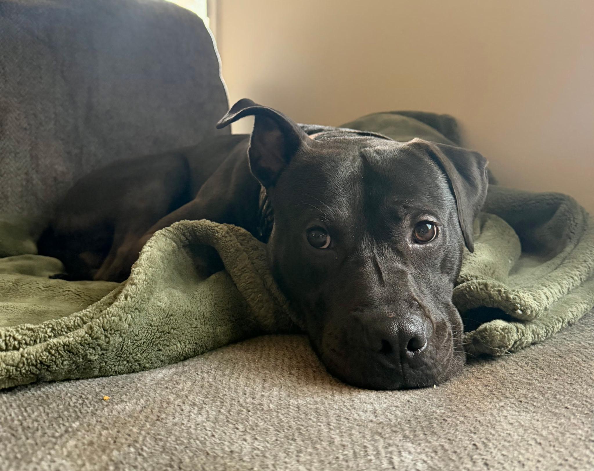 Willie, a ADOPTABLE mixed breed in Mount Meigs, AL image 3/4