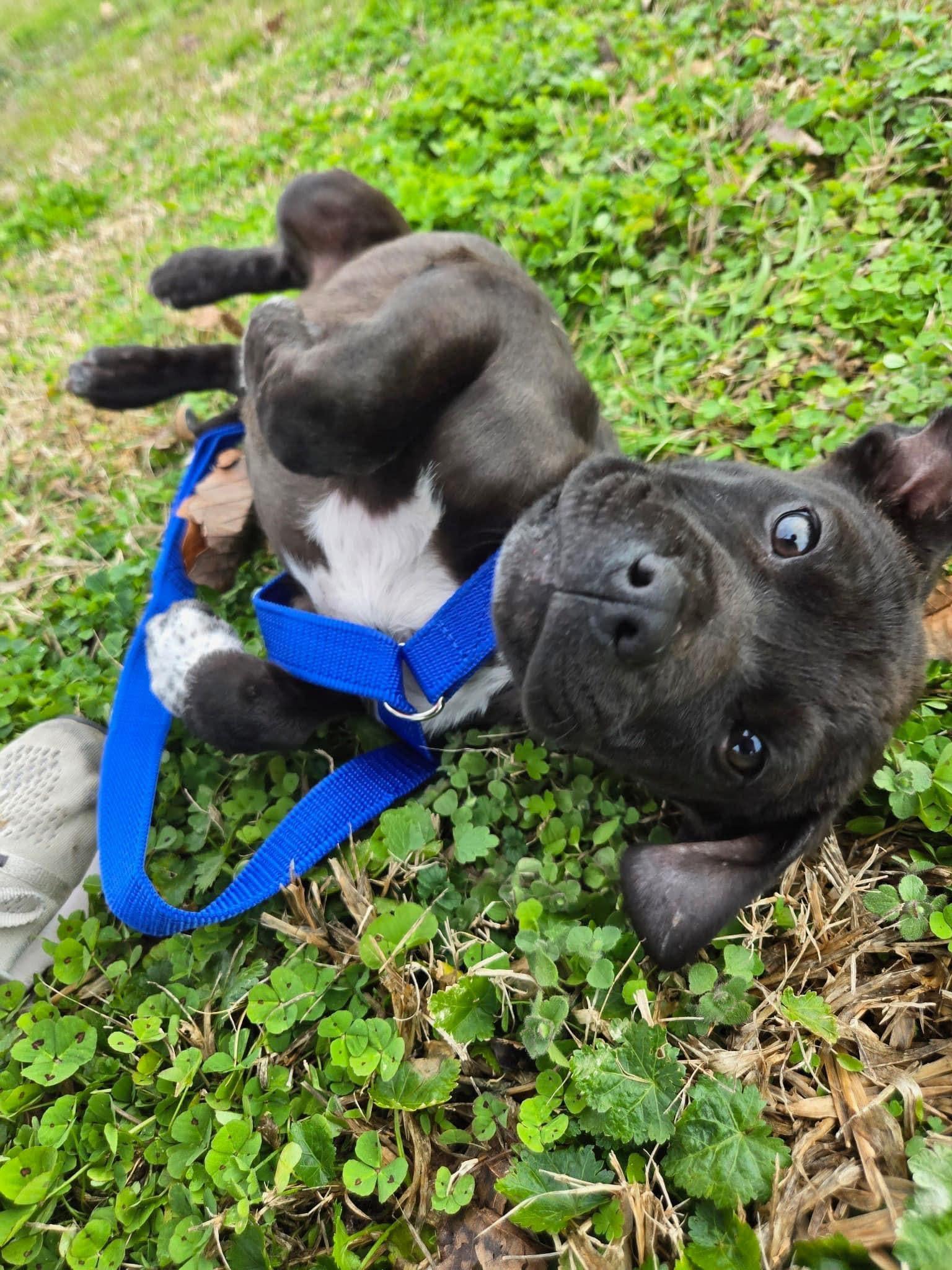Willie, a ADOPTABLE mixed breed in Mount Meigs, AL image 4/4