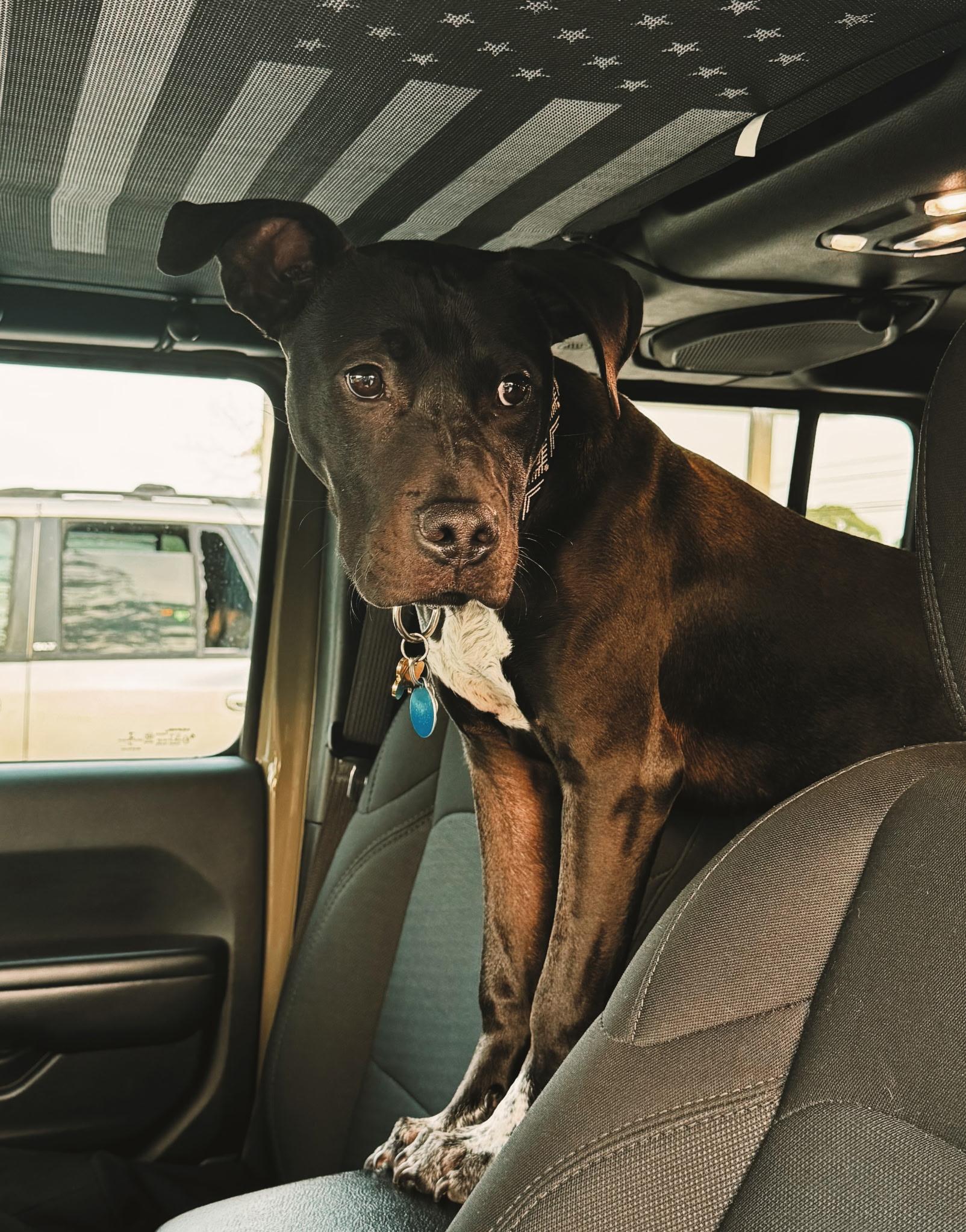 Willie, a ADOPTABLE mixed breed in Mount Meigs, AL image 1/4