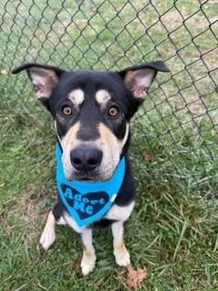 Enlarge Waylon, a ADOPTABLE mixed breed in Lebanon, TN image 1/5