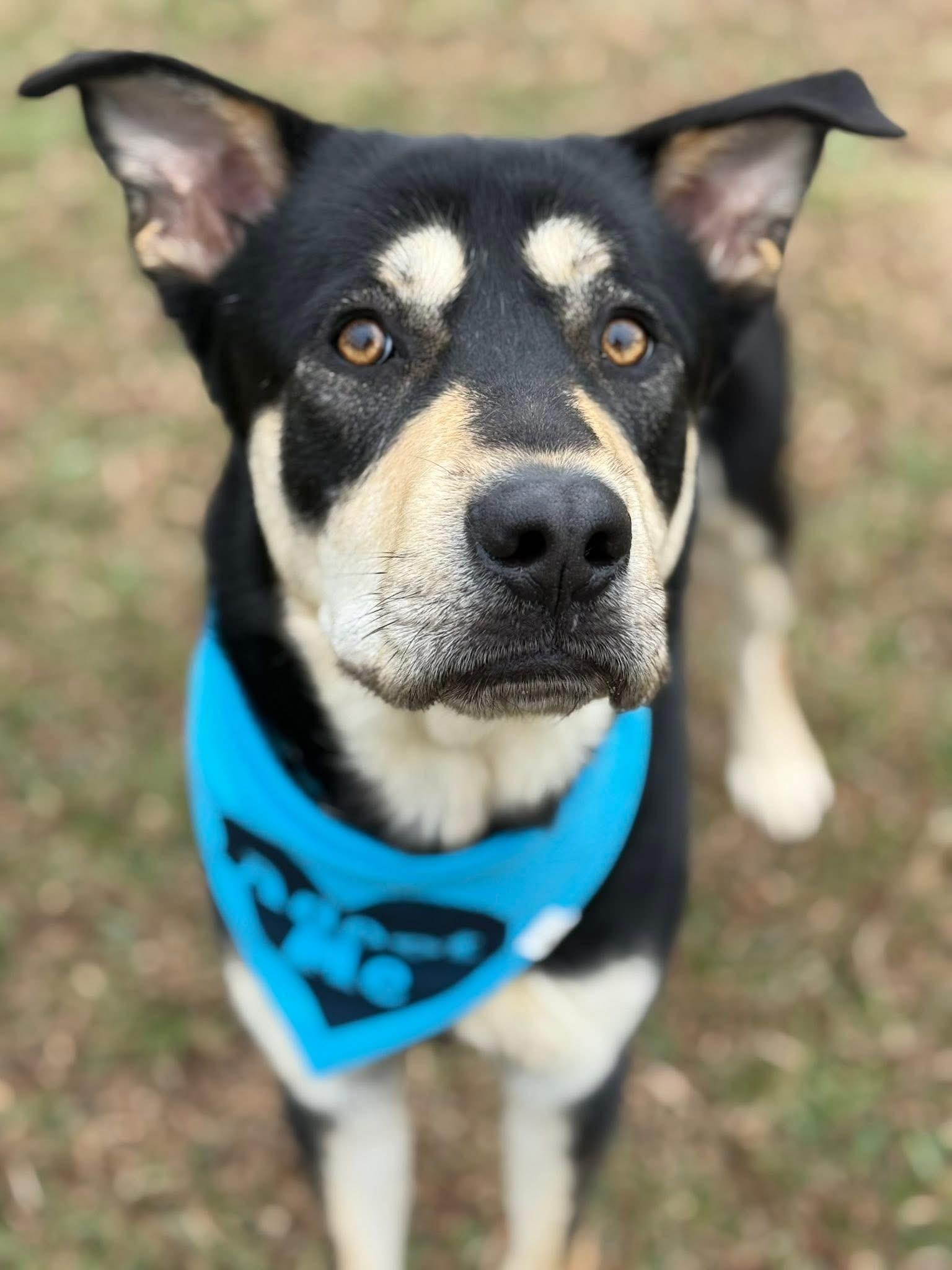 Enlarge Waylon, a ADOPTABLE mixed breed in Lebanon, TN image 2/5