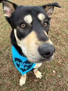 Enlarge Waylon, a ADOPTABLE mixed breed in Lebanon, TN image 3/5