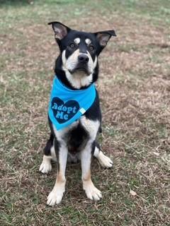 Enlarge Waylon, a ADOPTABLE mixed breed in Lebanon, TN image 4/5