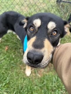 Enlarge Waylon, a ADOPTABLE mixed breed in Lebanon, TN image 5/5