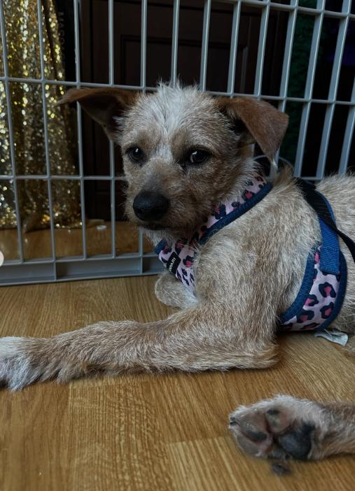 Enlarge Toby, a ADOPTABLE mixed breed in TEMECULA, CA image 5/5