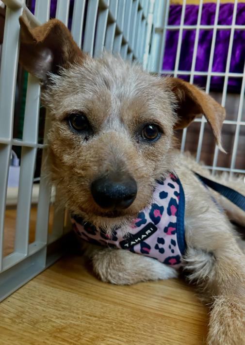 Enlarge Toby, a ADOPTABLE mixed breed in TEMECULA, CA image 1/5