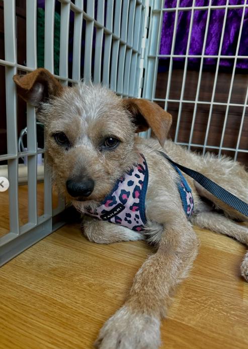 Enlarge Toby, a ADOPTABLE mixed breed in TEMECULA, CA image 2/5