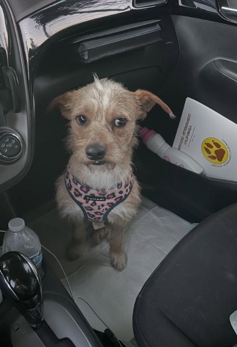 Enlarge Toby, a ADOPTABLE mixed breed in TEMECULA, CA image 3/5