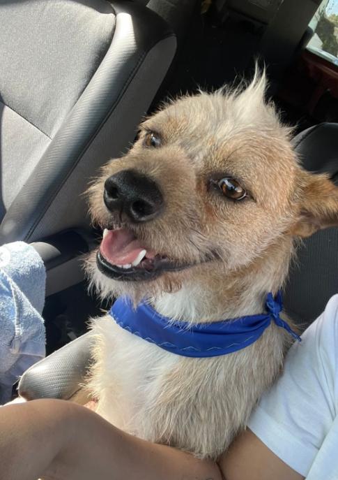 Enlarge Toby, a ADOPTABLE mixed breed in TEMECULA, CA image 4/5