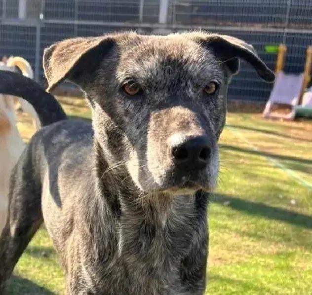 Enlarge Zico, a Adopted mixed breed in Long Island City, NY image 1/1