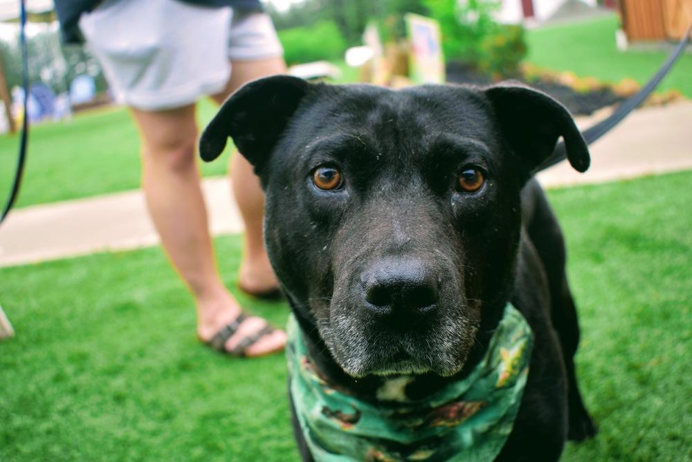 Delta, Adoptable, Adult Male Labrador Retriever & Pit Bull Terrier.