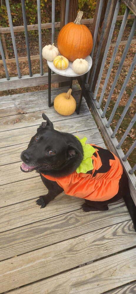 Enlarge Delta, a Adoptable mixed breed in Louisa, VA image 2/6