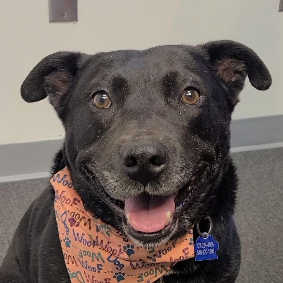 Enlarge Delta, a Adoptable mixed breed in Louisa, VA image 3/6