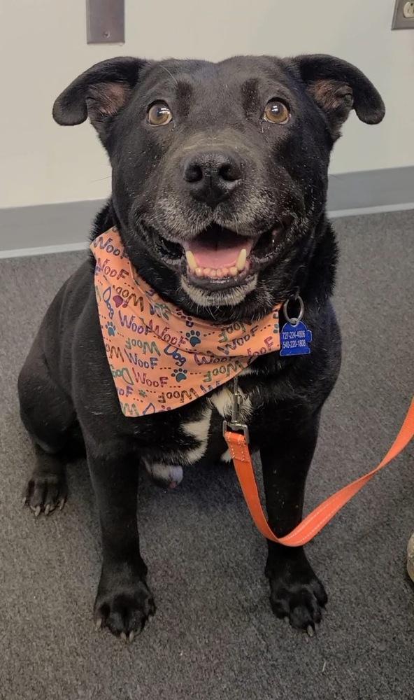 Enlarge Delta, a Adoptable mixed breed in Louisa, VA image 4/6