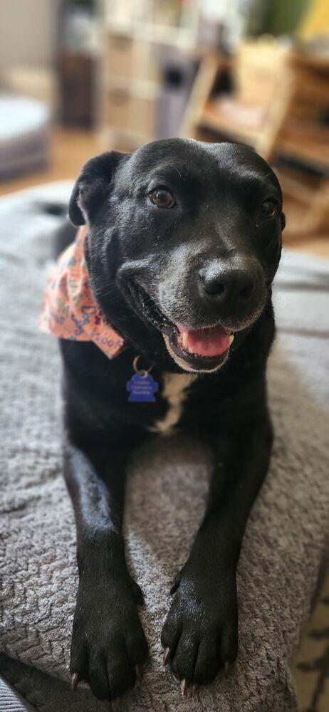 Enlarge Delta, a Adoptable mixed breed in Louisa, VA image 5/6