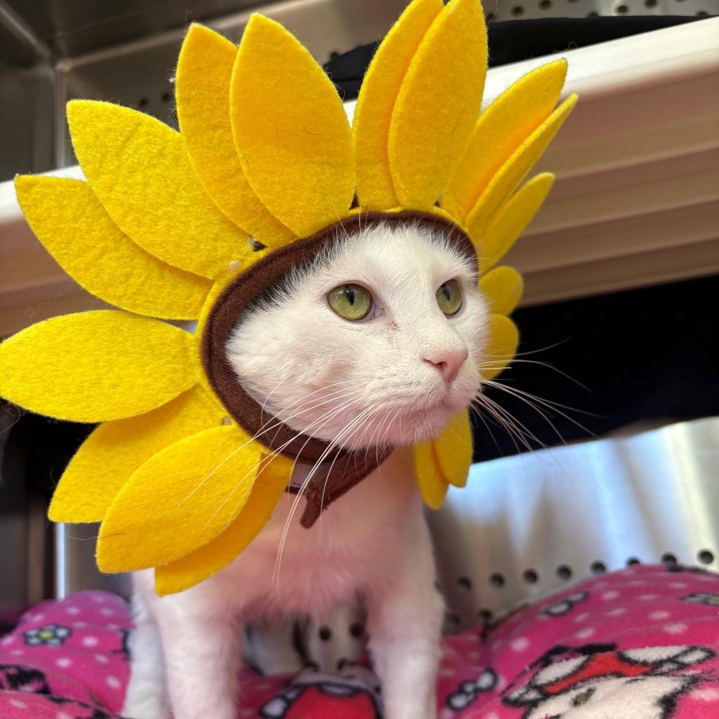 Grayson — thumbnail 3