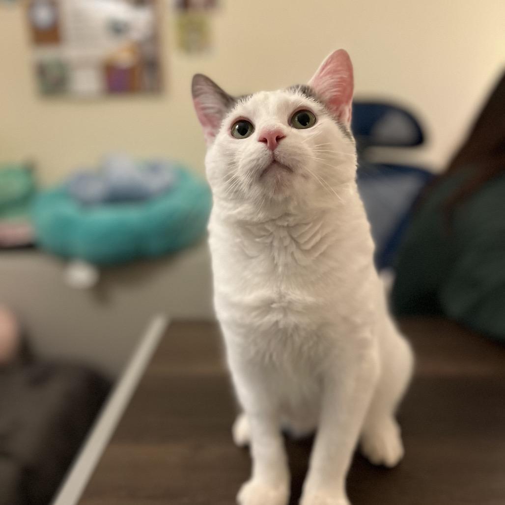 Grayson — thumbnail 4