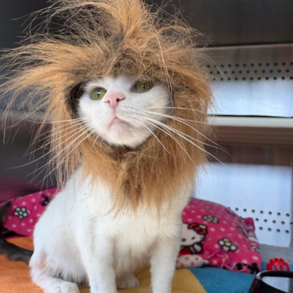 Grayson — thumbnail 5