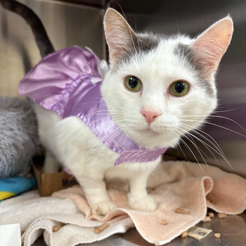 Grayson — thumbnail 6