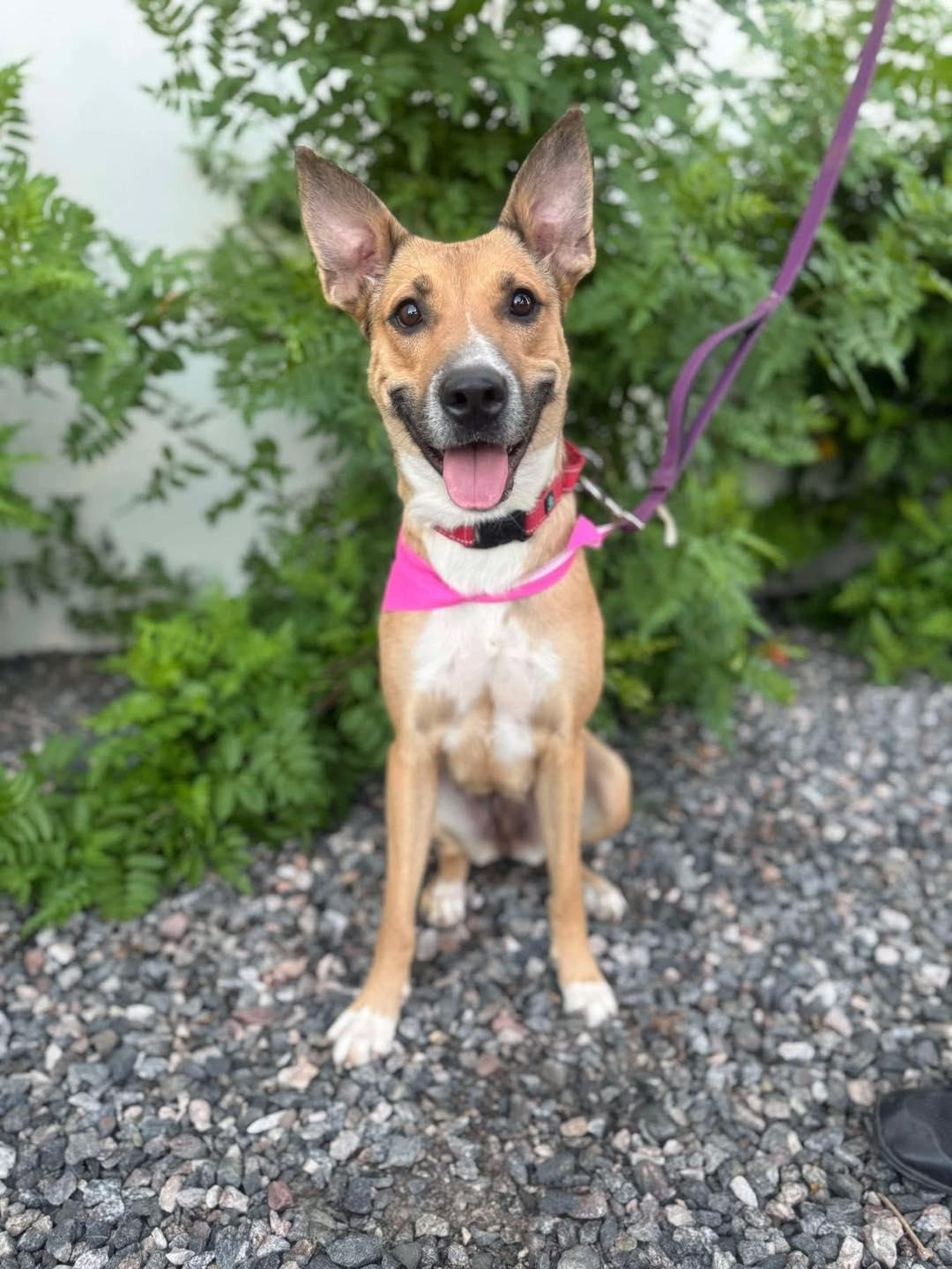 Lakota, Adoptable, Young Female Carolina Dog.