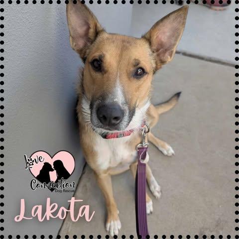 Lakota, a Adoptable Carolina Dog in Gilbert, AZ image 2/2