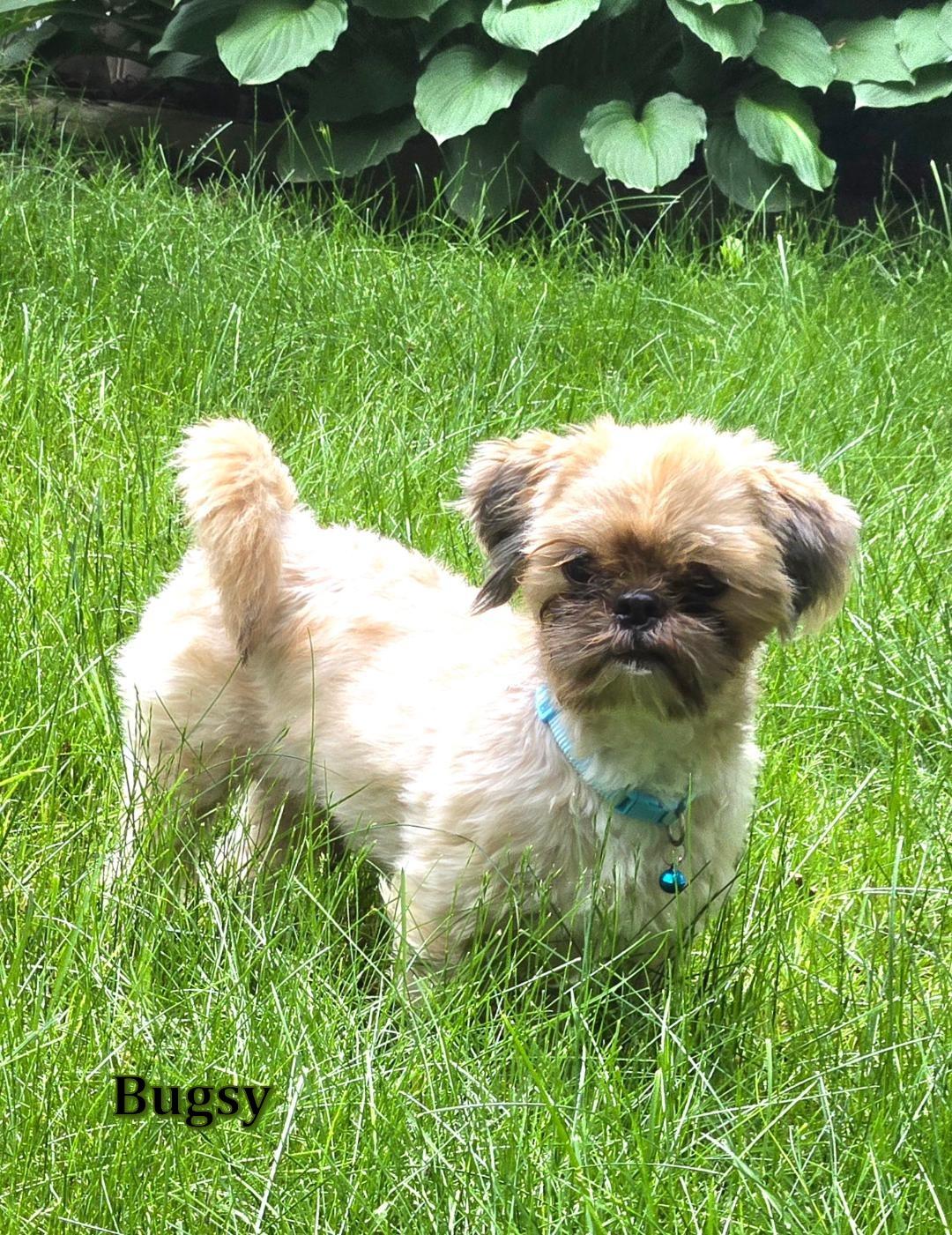 Enlarge Liam and Bugsy, a Adoptable Shih Tzu in Crompond, NY image 1/2