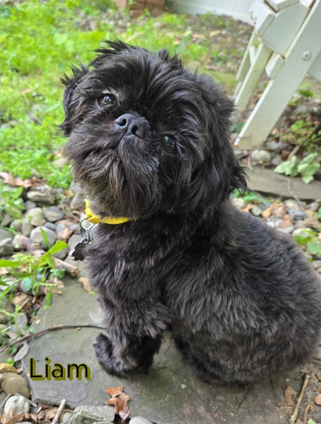 Enlarge Liam and Bugsy, a Adoptable Shih Tzu in Crompond, NY image 2/2