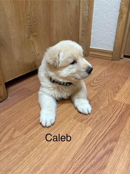 Caleb