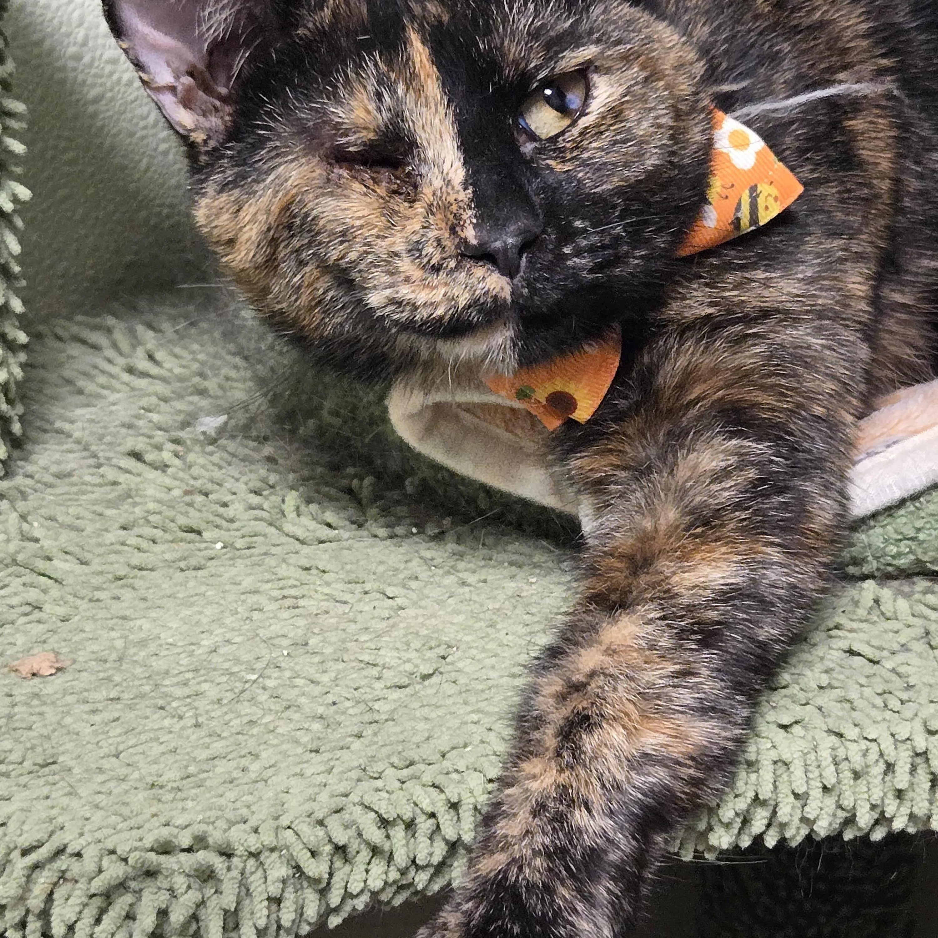 Stella, adopted, Adult Female American Shorthair.