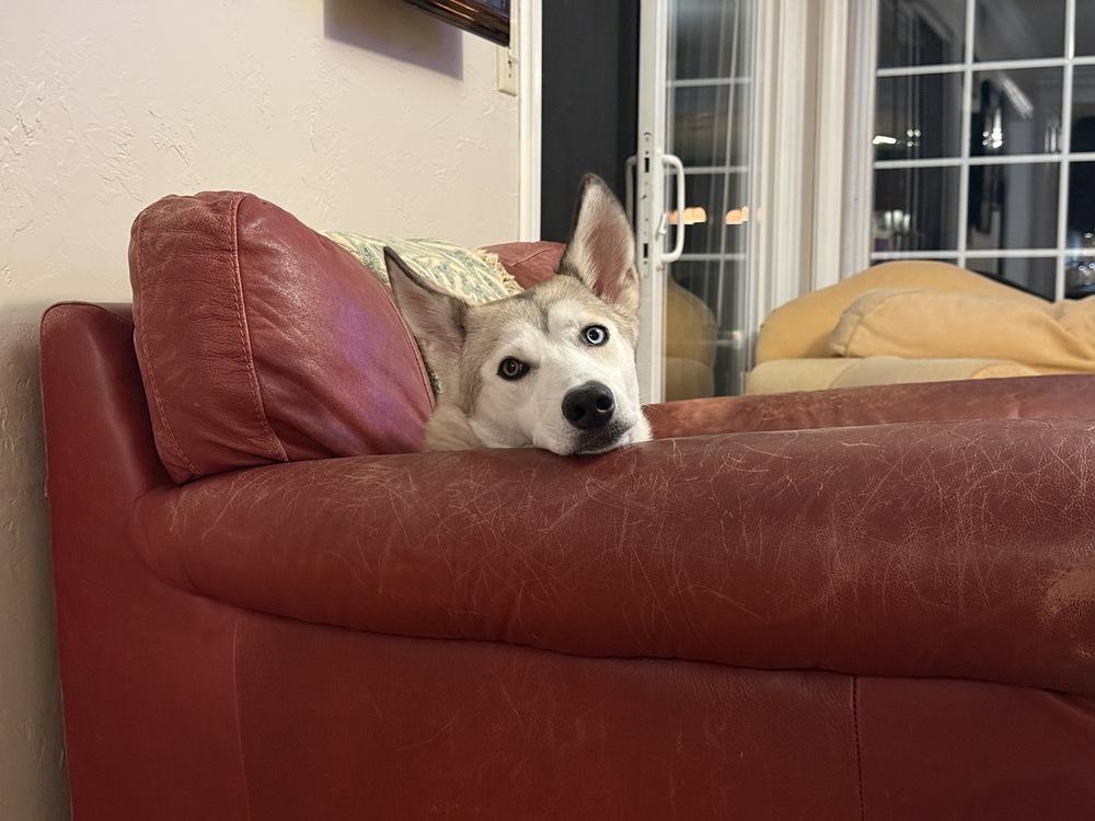 Luka, Adoptable, Young Female Siberian Husky.