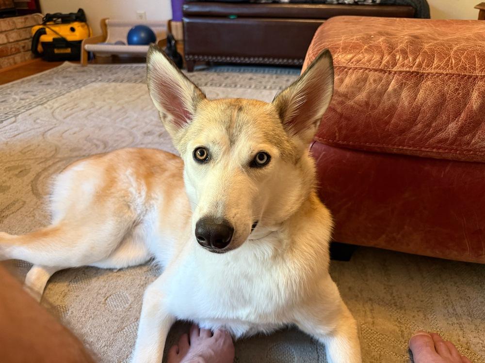 Luka, a Adoptable mixed breed in Pleasant Hill, CA image 2/6