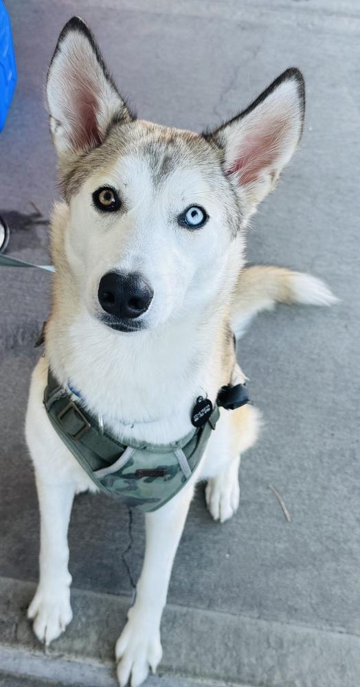 Luka, a Adoptable mixed breed in Pleasant Hill, CA image 3/6