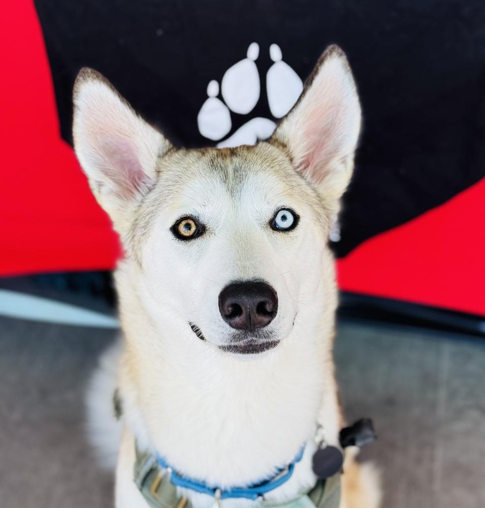 Enlarge Luka, a Adoptable mixed breed in Pleasant Hill, CA image 4/6