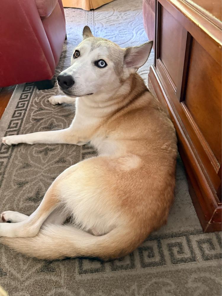 Luka, a Adoptable mixed breed in Pleasant Hill, CA image 5/6