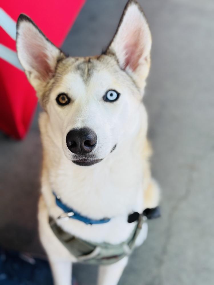 Luka, a Adoptable mixed breed in Pleasant Hill, CA image 6/6