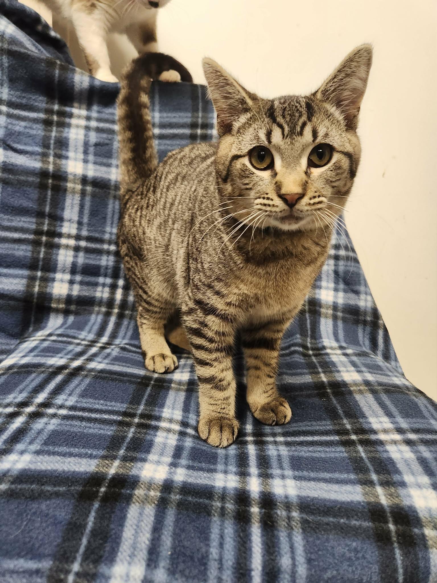 Dakota, Adoptable, Young Male Domestic Short Hair.