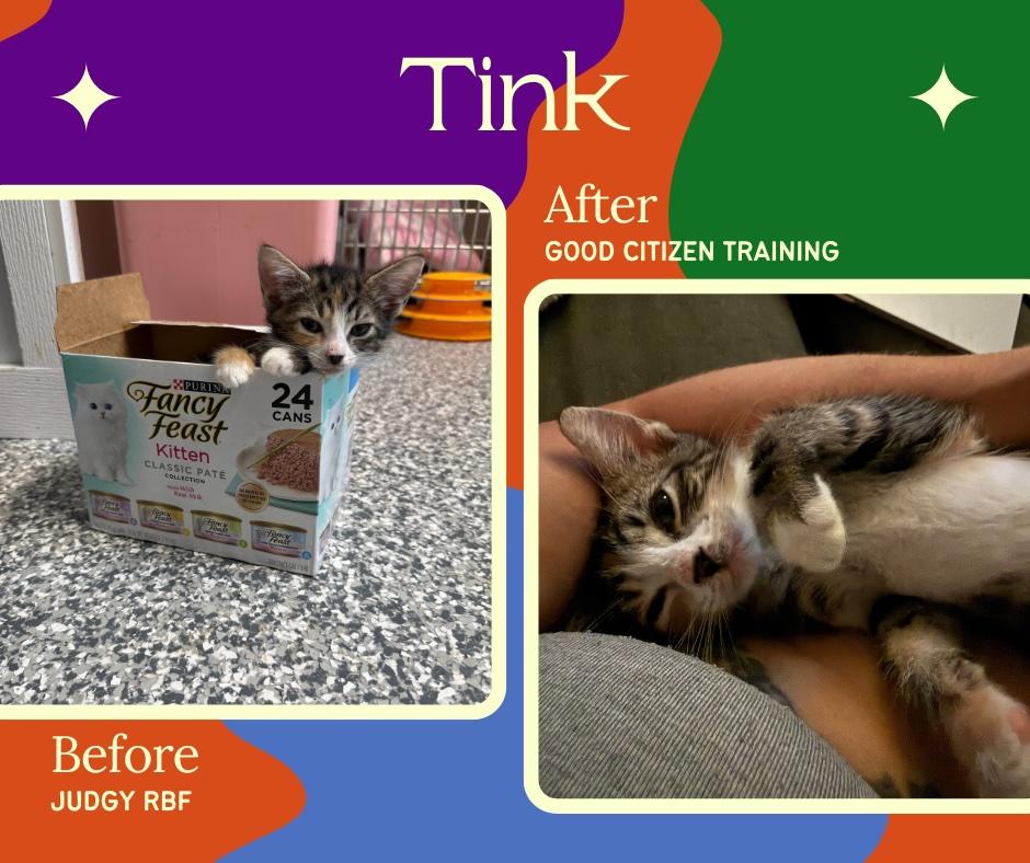 Tinkerbell, ADOPTABLE, Kitten Female Domestic Short Hair.
