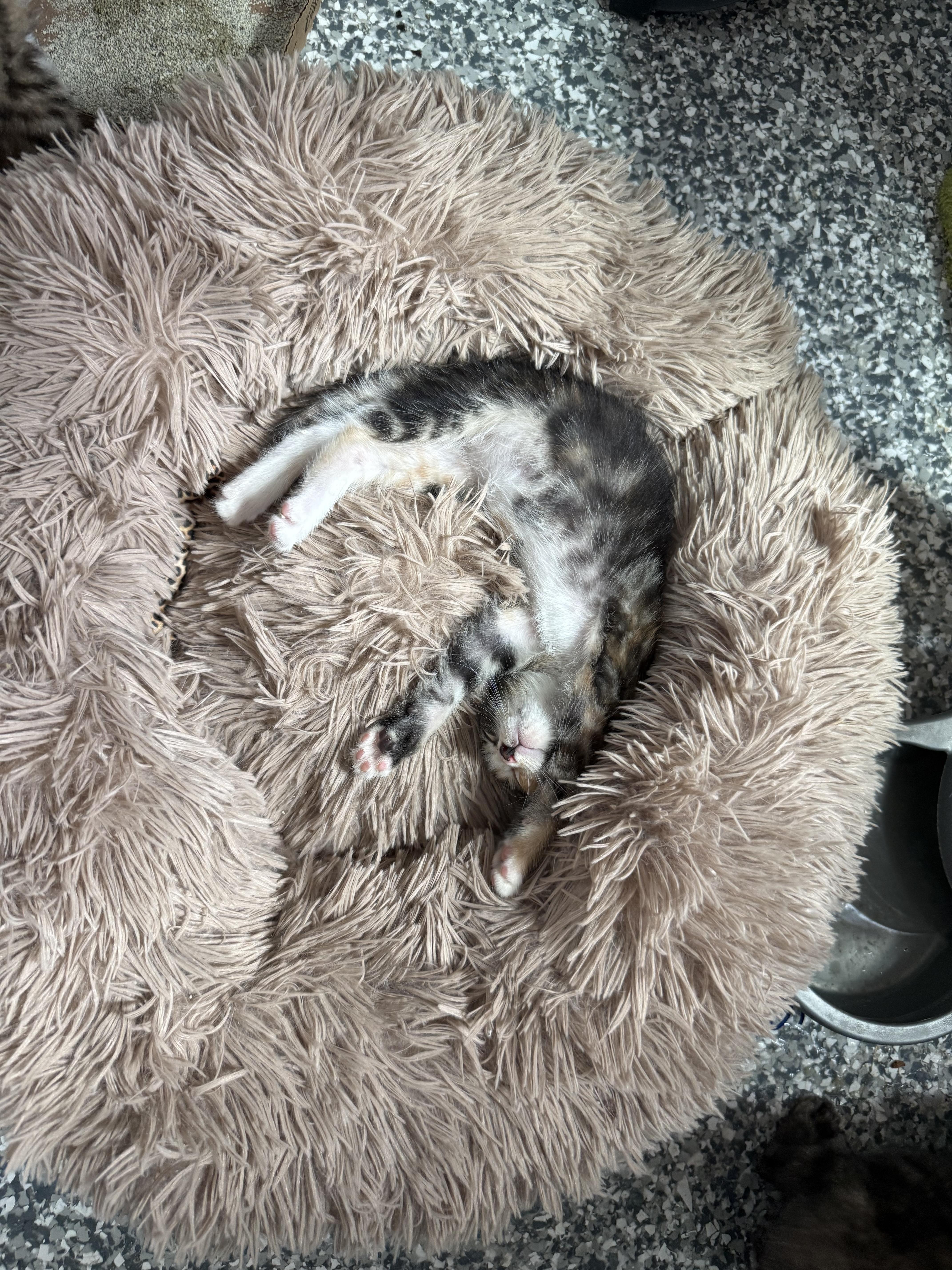 Enlarge Tinkerbell, a ADOPTABLE Domestic Short Hair in Currie, NC image 5/5