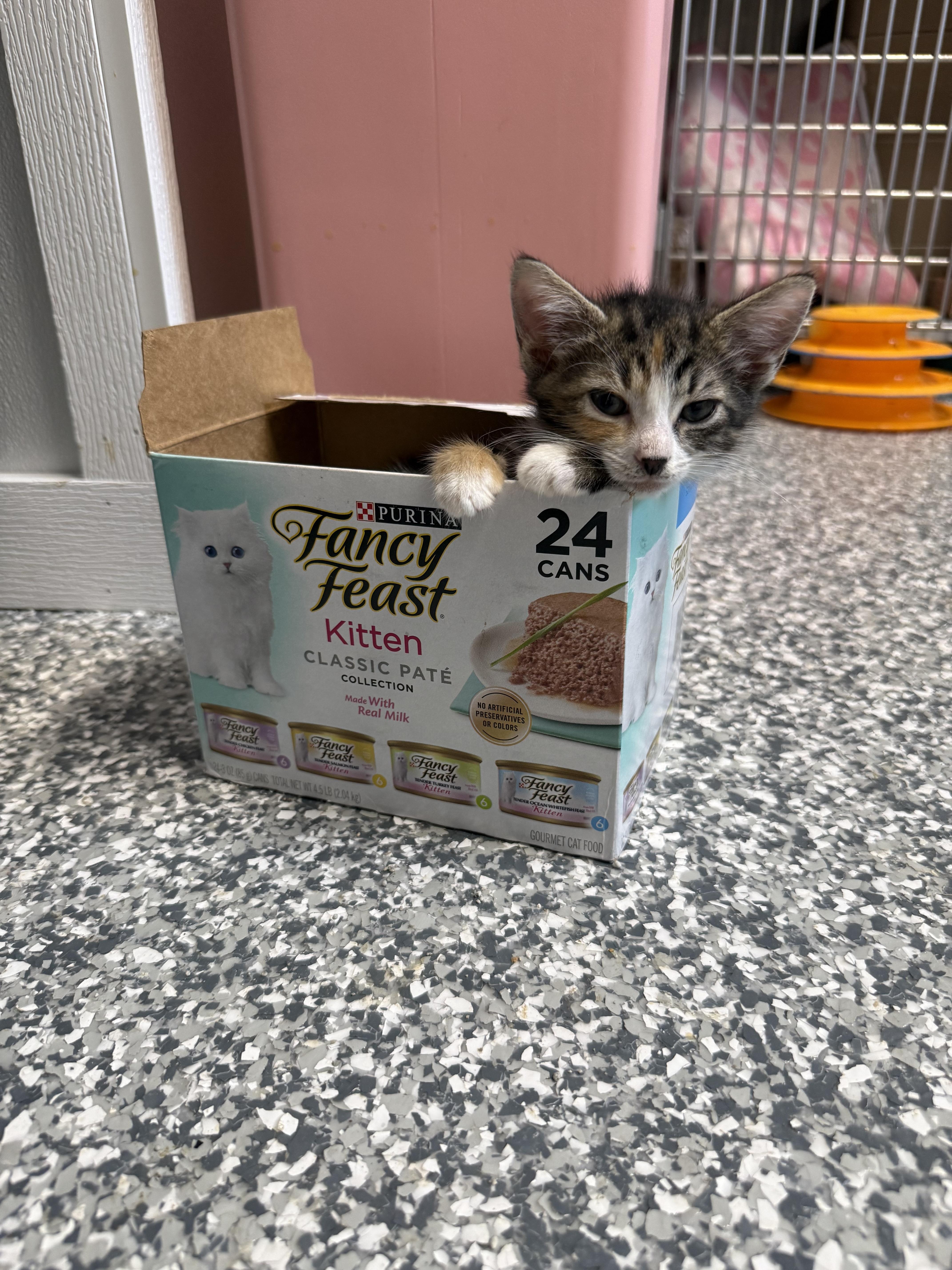 Enlarge Tinkerbell, a ADOPTABLE Domestic Short Hair in Currie, NC image 2/5