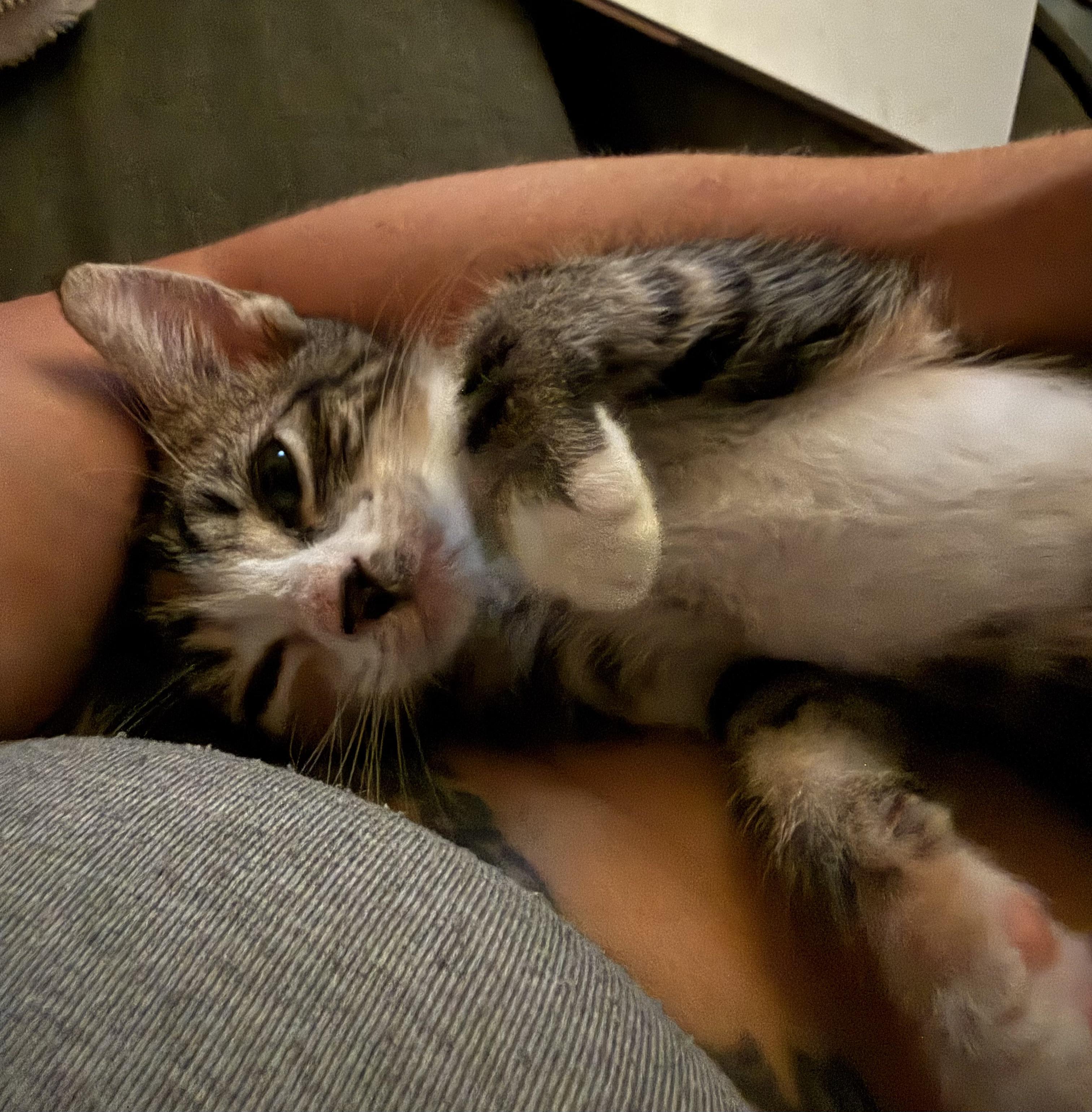 Enlarge Tinkerbell, a ADOPTABLE Domestic Short Hair in Currie, NC image 3/5