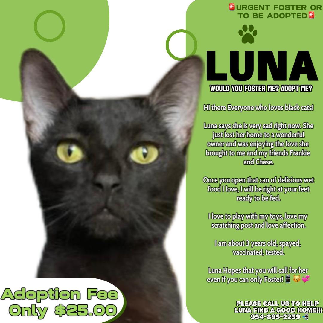 Luna, Adoptable, Young Female Domestic Short Hair.