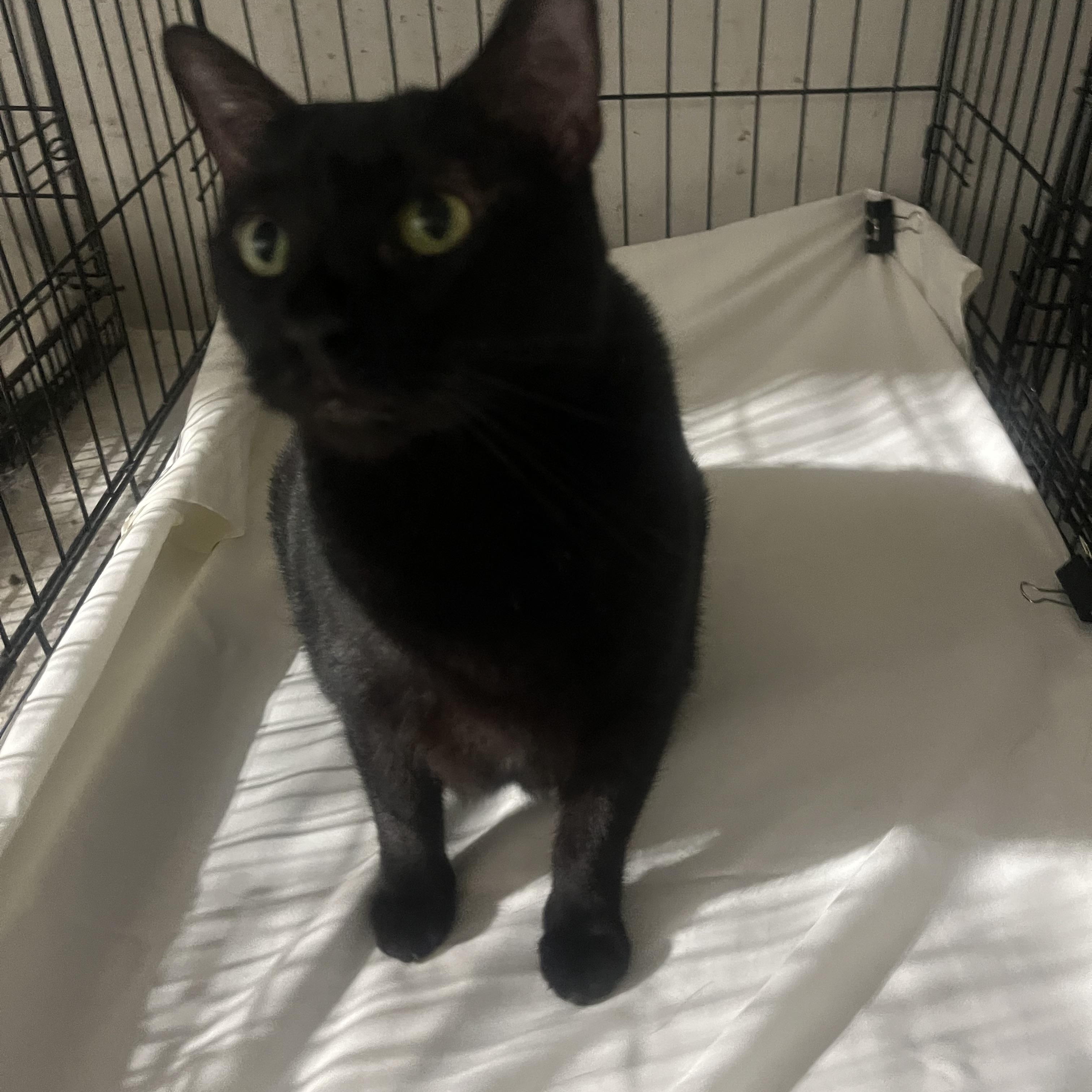 Luna, a Adoptable Domestic Short Hair in Parkland, FL image 1/3