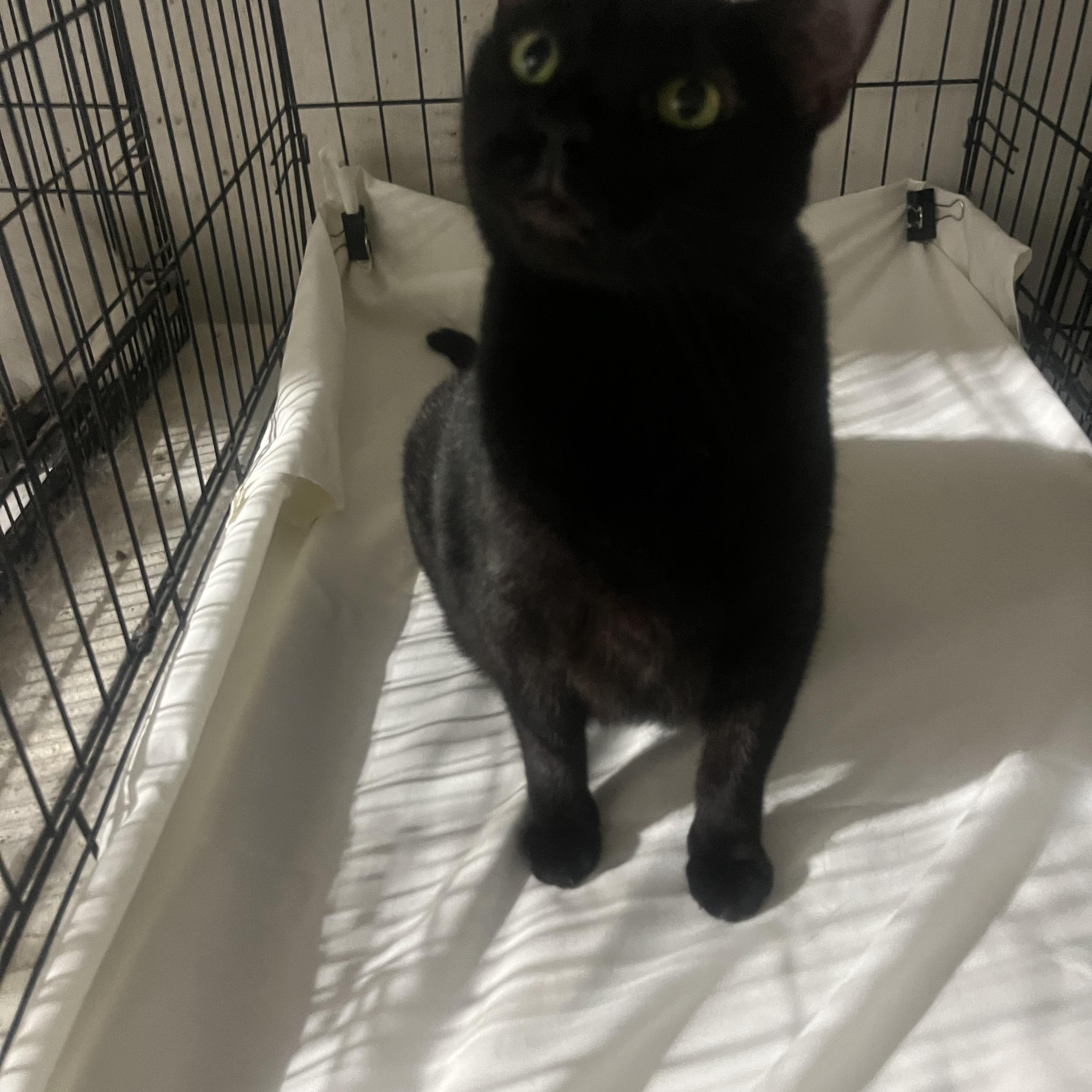 Luna, a Adoptable Domestic Short Hair in Parkland, FL image 2/3